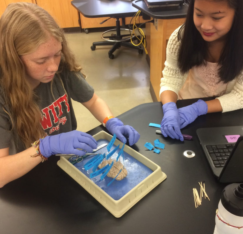 Two female students dissecting and labeling an animal brain. Two female students dissecting and labeling an animal brain.